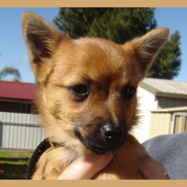 Photo of Jimmy   Adopted