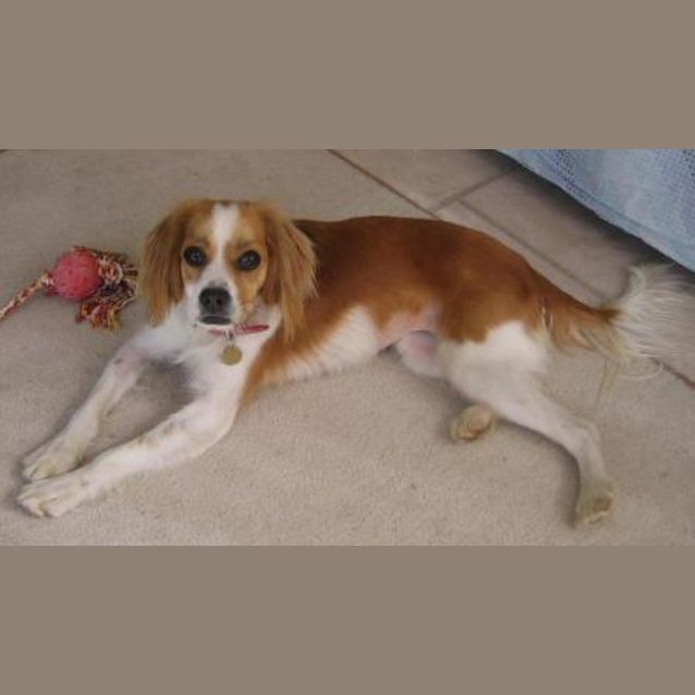 Photo of Sash