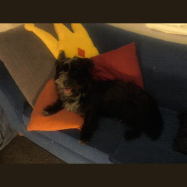 Photo of Adoption Pending