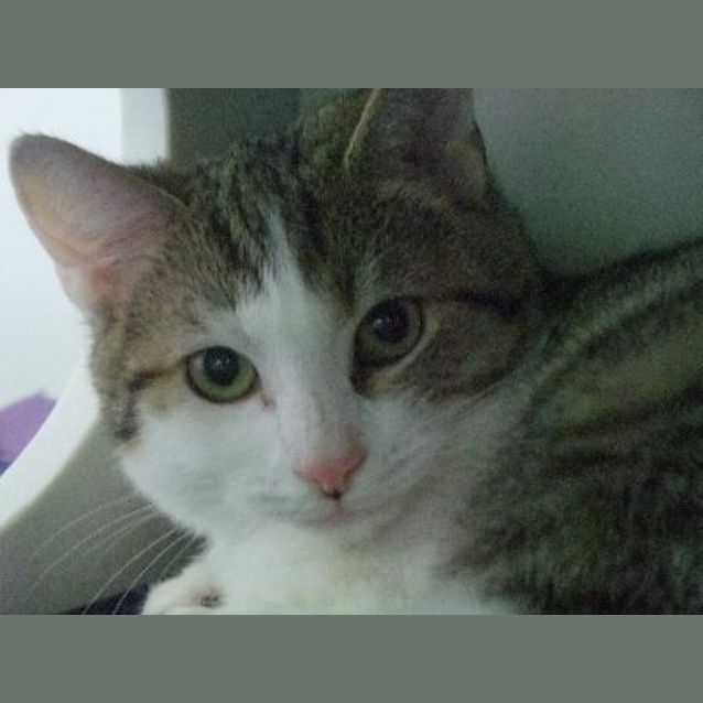 Photo of C7867 "Sid"