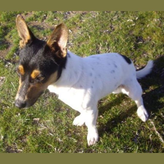Photo of Sammy  Adopted