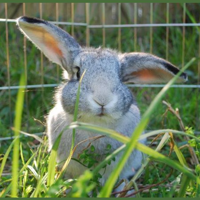 Photo of Silvy  Vaccinated And Desexed