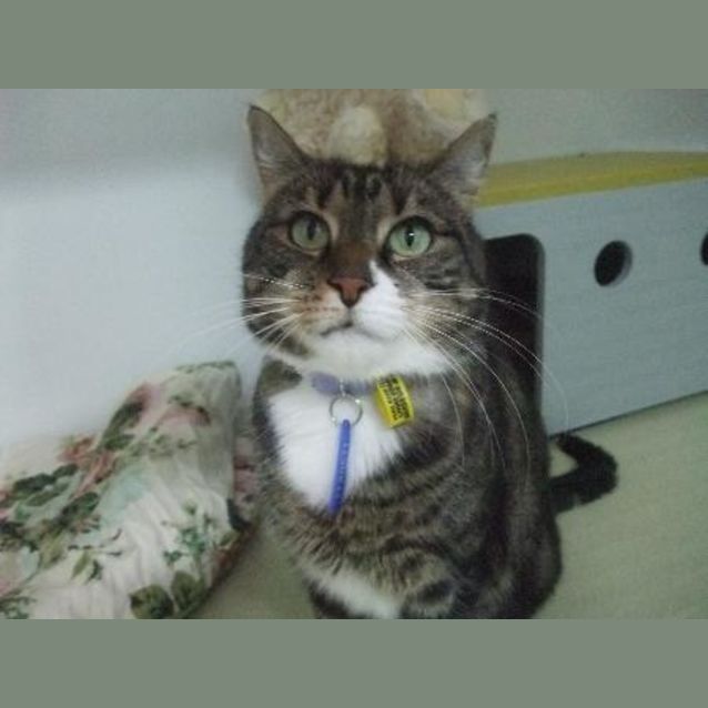 Photo of C5314 "Razzy"