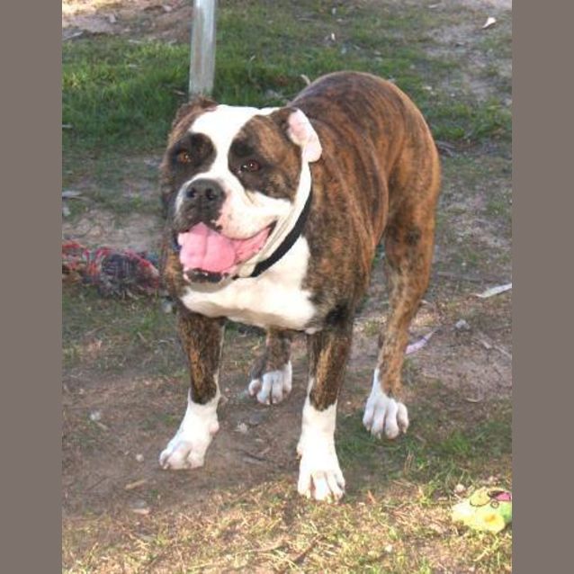 Photo of Bella   A Beautiful Family Dog