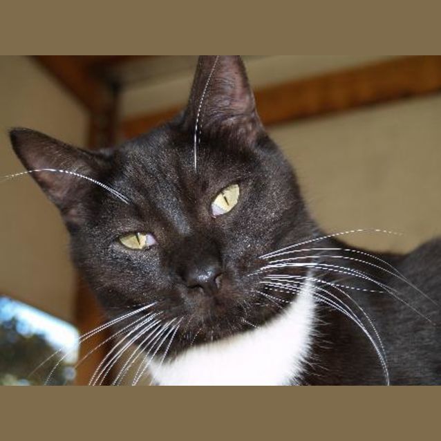 Photo of Pedro