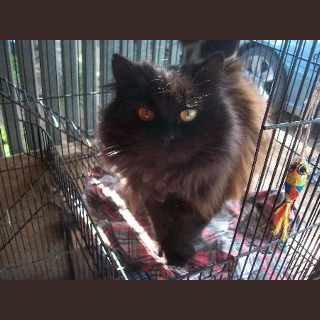Photo of Coco