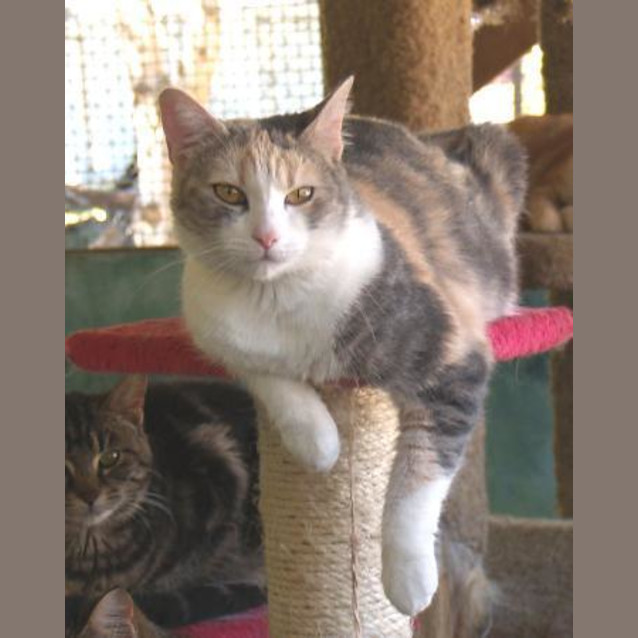 Photo of Michelle   Our Wonderful Park Cat