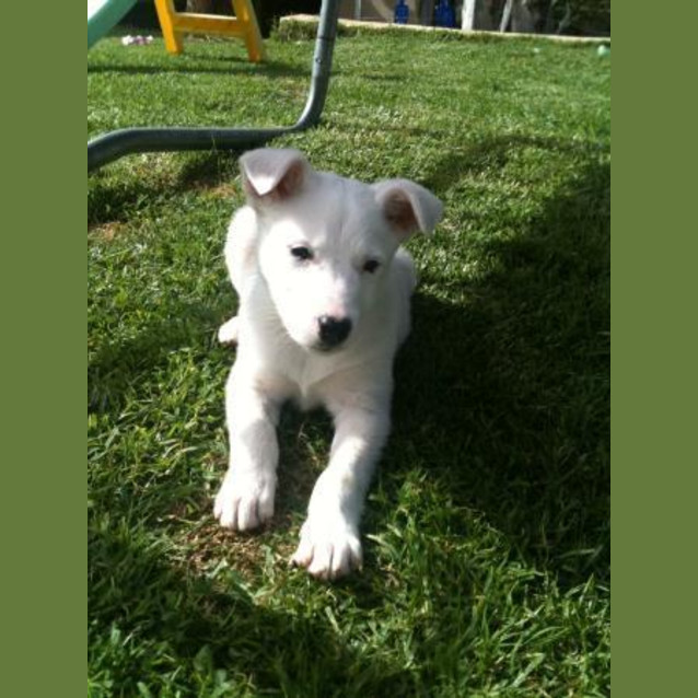 Photo of ** Adoption Pending **Sparky
