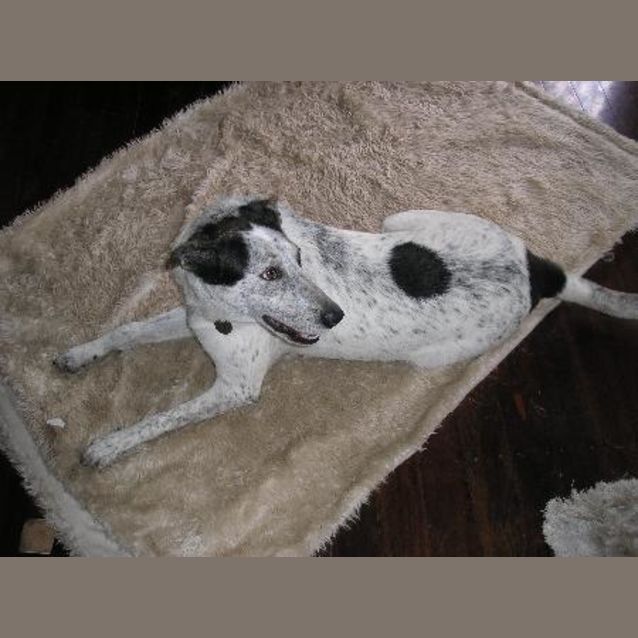Photo of Oreo