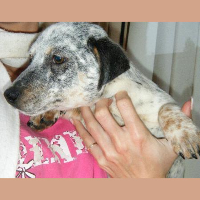 Photo of Pepper  Adoption Pending