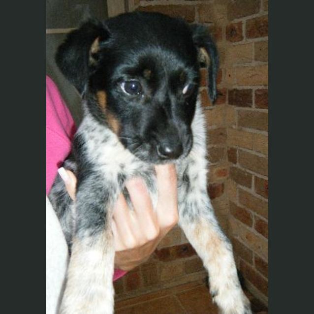 Photo of Olive  Adoption Pending