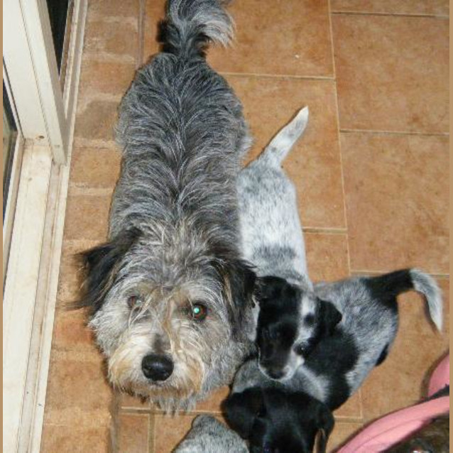 Photo of Molly Adopted