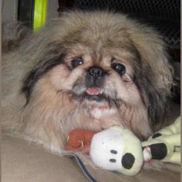 Photo of Paddington