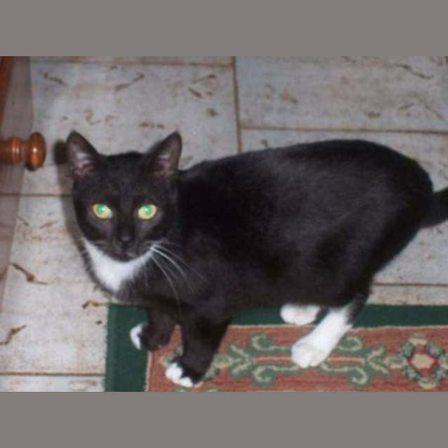 Photo of Bedsocks Is On Hold Pending Adoption