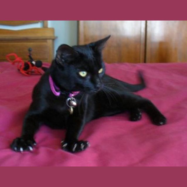 Photo of Shinju (C1478) *Adopted*