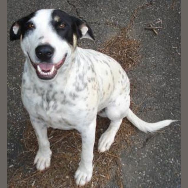 Photo of *Foster Carer Needed *Spud