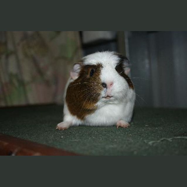 Photo of Coco