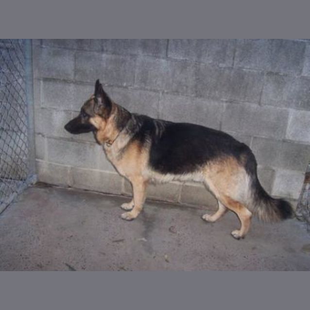 Photo of Buddy On Trial With His New Family