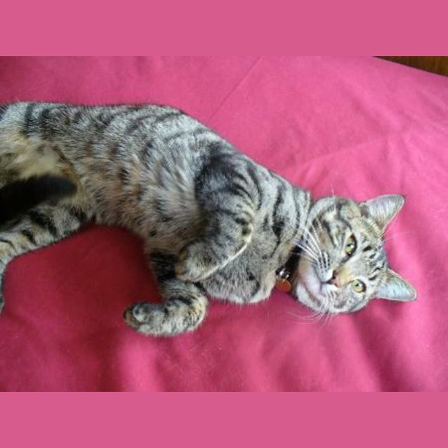 Photo of Lambert (C1479) *Adopted*