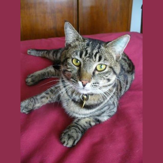 Photo of Lambert (C1479) *Adopted*