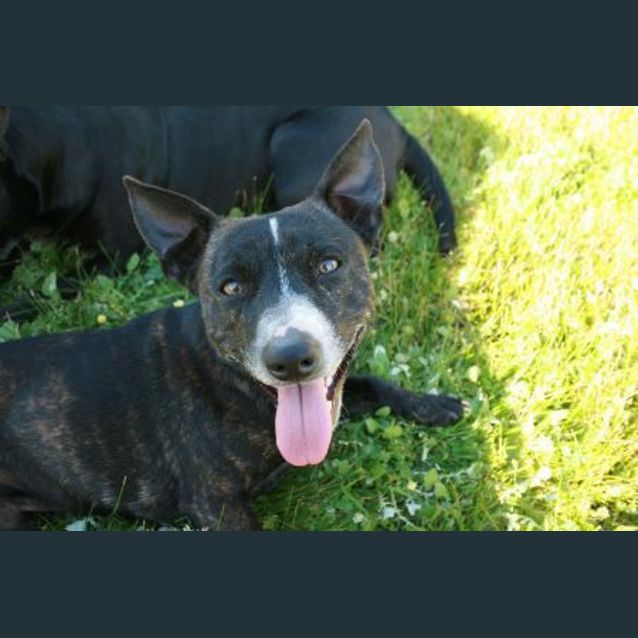 Photo of ***On Trial***Jack