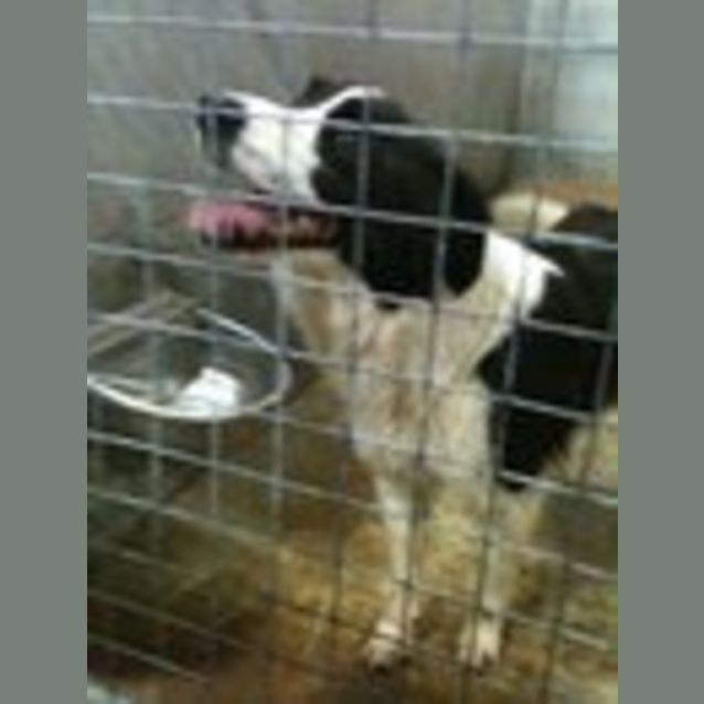 Photo of Impound: Sally Needs Foster/Adoption