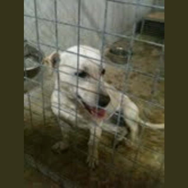 Photo of Impound:Binky Needs Foster/Adoption