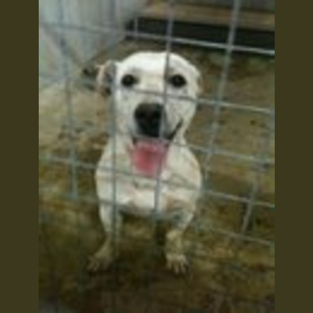 Photo of Impound:Binky Needs Foster/Adoption