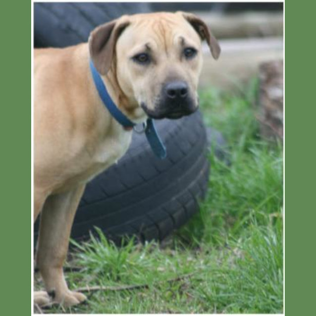Photo of Rodney   On Trial
