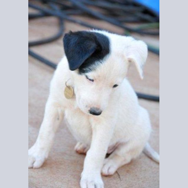 Photo of Diva (D1659) *Adopted*