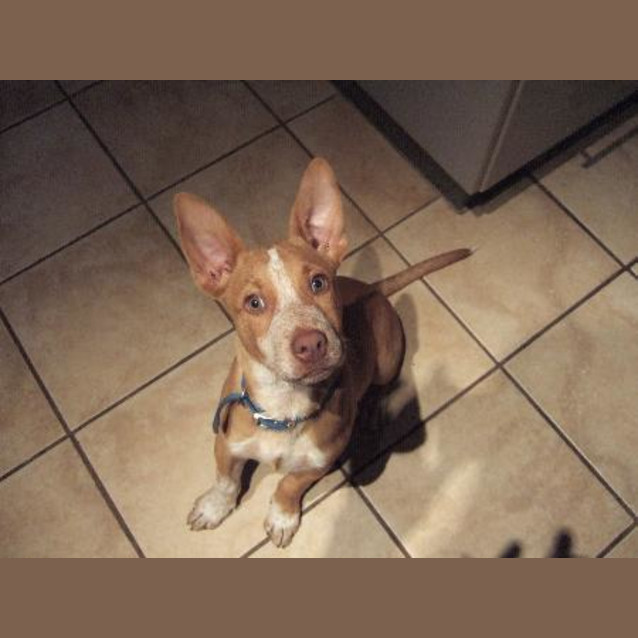 Photo of Samson