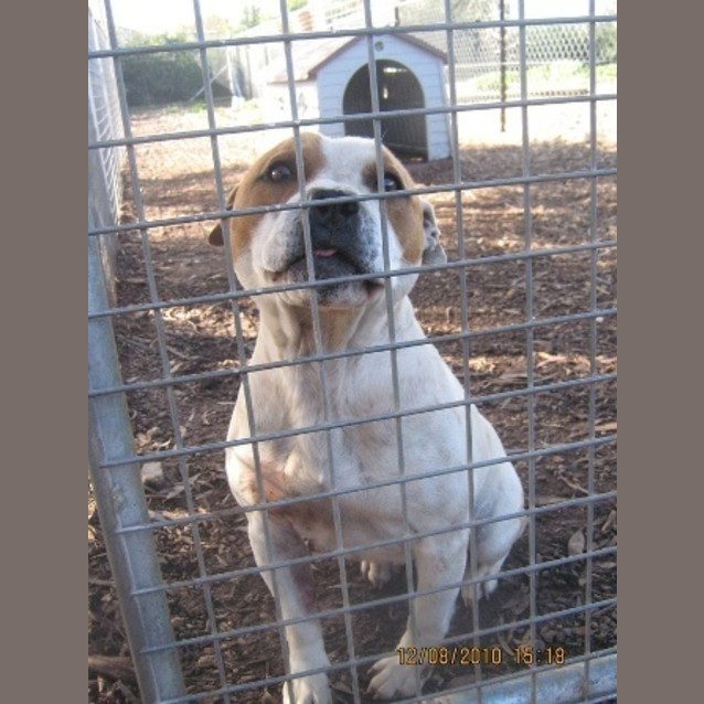 Photo of Cooper (Available After September 4th 2010)