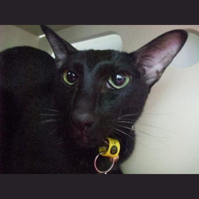 Photo of C7889 "Napolean"