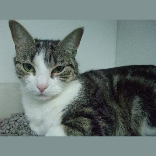 Photo of C7882 "Socks"