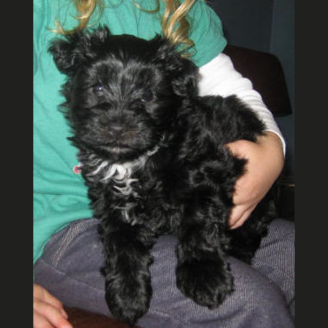 Photo of Licorice