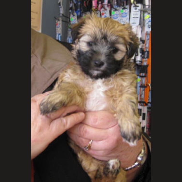 Photo of Toffee