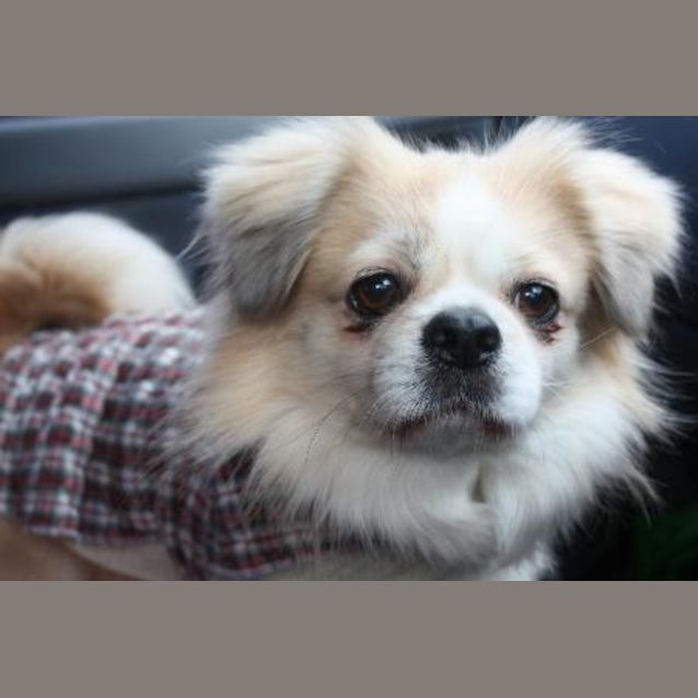 Photo of Buddy