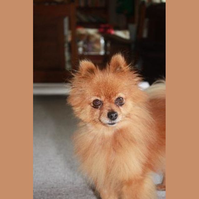Photo of Tinkerbell