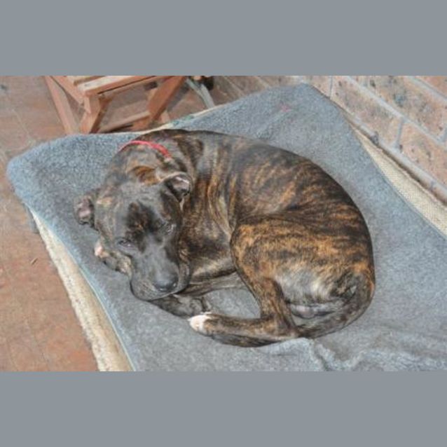 Photo of Levi   On Trial!!!!