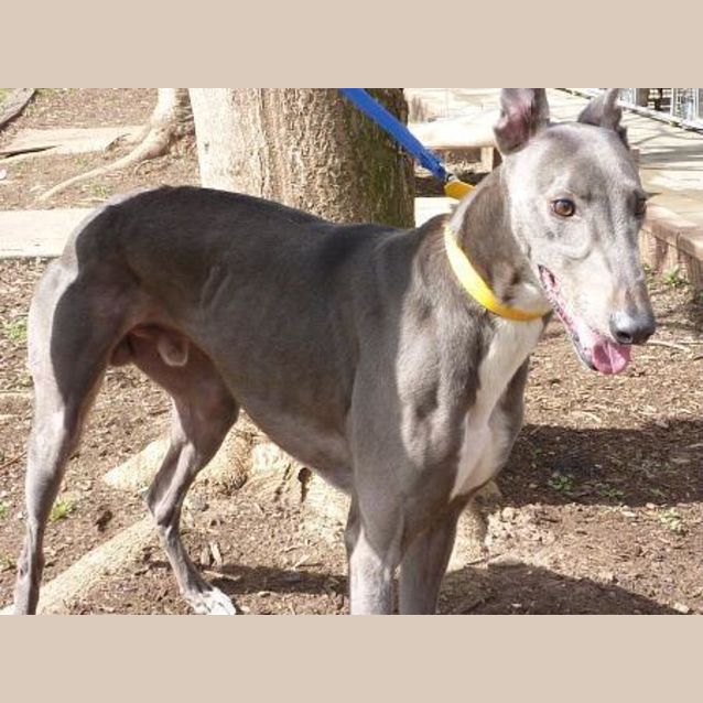 Photo of Bluey