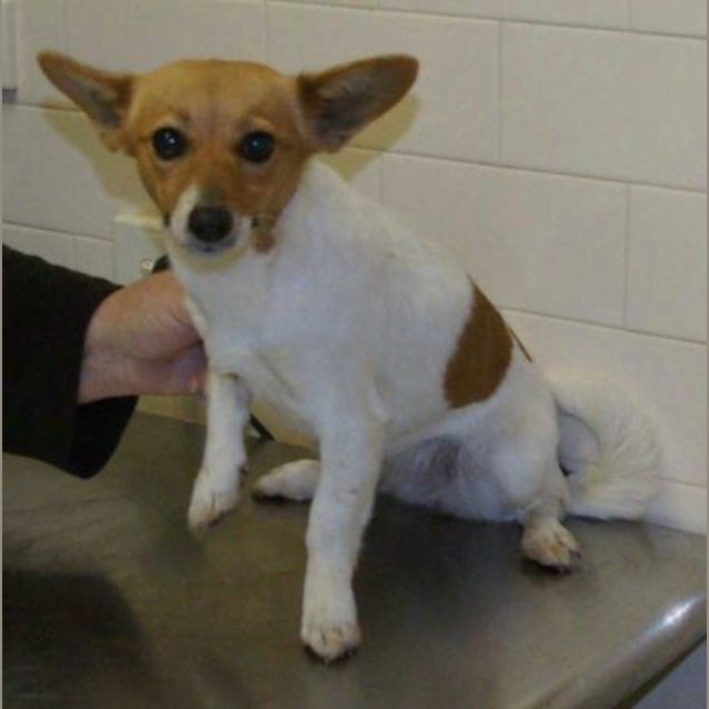 Photo of Tinkerbell
