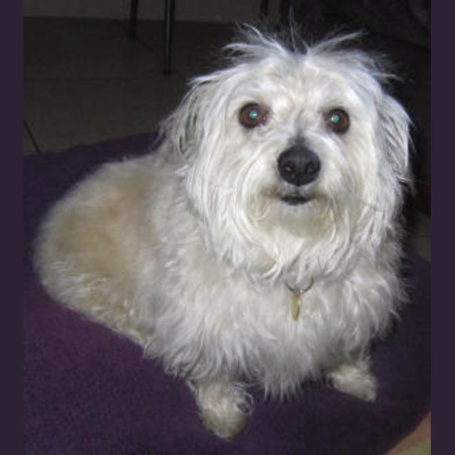 Photo of Fluffy