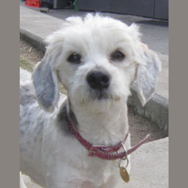 Photo of Ginger
