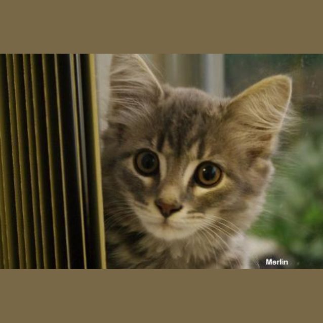 Photo of Merlin