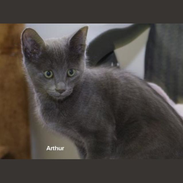 Photo of Arthur