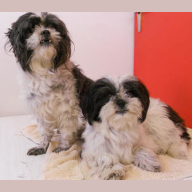 Photo of Charlie & Gypsy
