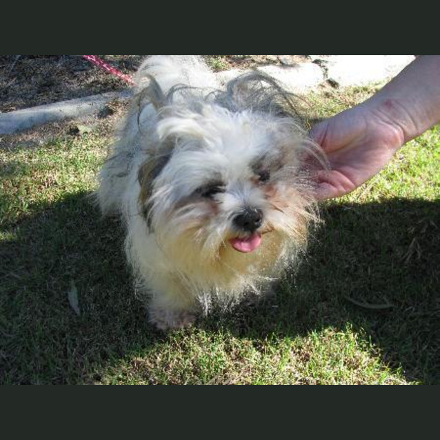 Photo of Muffin