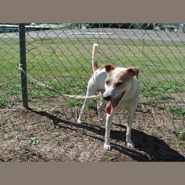 Photo of Rocco
