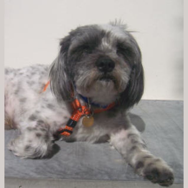 Photo of Smudge
