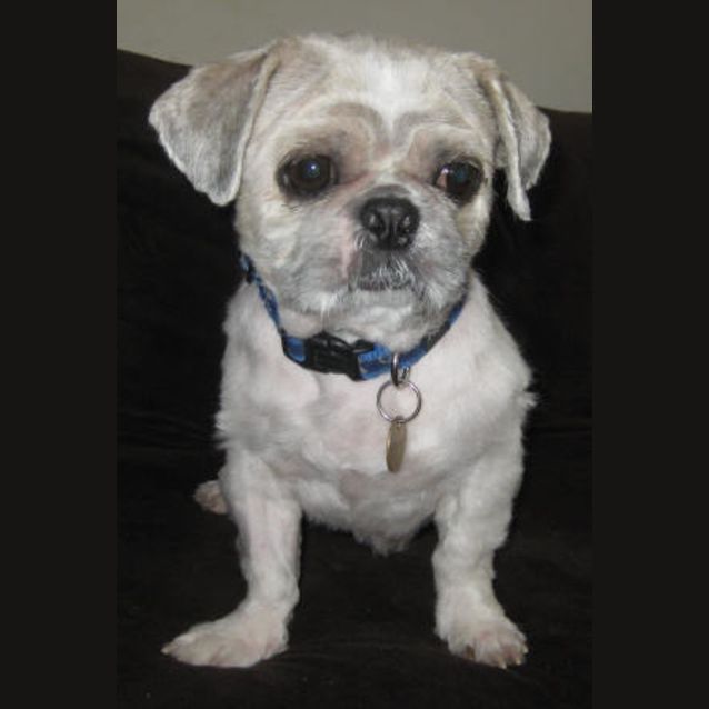 Photo of Yoda